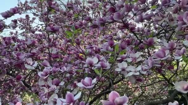 Wideo Gałęziami Kwitnącego Fioletu Białymi Drzewami Magnolii Kołyszącymi Się Wietrze — Wideo stockowe