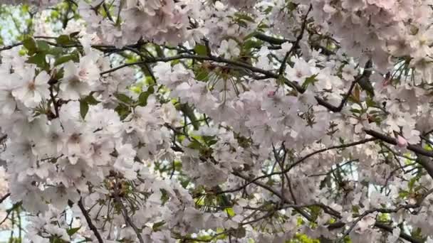 轻粉樱桃树枝条在风中摇曳着的录像 — 图库视频影像