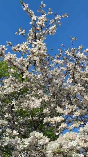 Pionowe Wideo Gałęzi Kwitnącego Białego Drzewa Magnolii Kołyszących Się Wietrze — Wideo stockowe