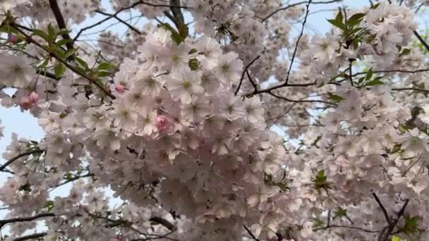 Video Van Takken Van Licht Roze Kersenboom Sakura Volle Bloei — Stockvideo
