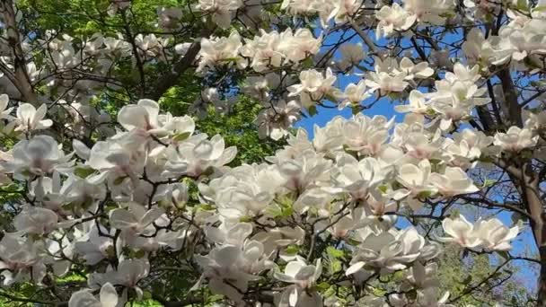 Wideo Gałęzi Kwitnącego Białego Drzewa Magnolii Kołyszących Się Wietrze — Wideo stockowe