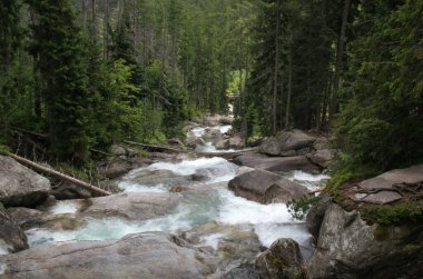 Slovakya 'nın yüksek Tatras kentindeki Stary Smokovec yakınlarında yoğun bir çam ormanıyla çevrili Vodopady Studeneho potoka şelalesinin manzara fotoğrafı