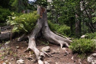 Landscape photo with a view of part of a tree trunk with roots in the forest along a hiking trail in the Vysoke Tatry region, Slovakia clipart