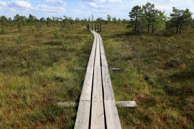 Letonya, Jurmala yakınlarındaki Kemeru Ulusal Parkı 'ndaki bataklıklardan geçen tahta tahta kaldırımın manzara fotoğrafı.