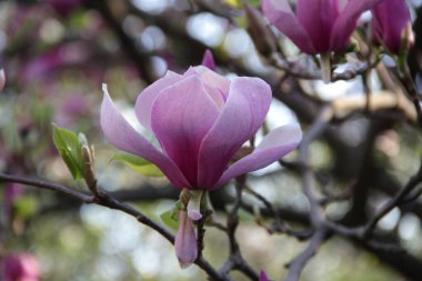 Pembe manolya çiçekli bir dalın yakın plan fotoğrafı bulanık bir arkaplanda. Yumuşak odak.