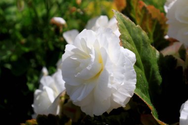 Bulanık yeşil bir zemin üzerinde güneş tarafından aydınlatılmış kar begonyası çiçeğinin yakın plan fotoğrafı. Seçici odak.