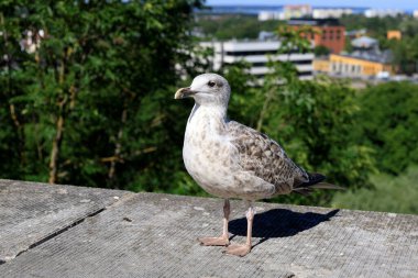 Uzaklara bakan bir martının yakın plan fotoğrafı, Bokeh efektli bulanık bir arka plan