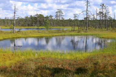 Aynalı göl manzaralı manzara fotoğrafı ve arka planda Estonya 'daki Lahemaa Ulusal Parkı' ndaki Viru Bataklıkları 'nda ağaçlar.