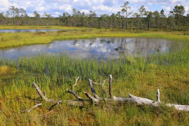 Estonya 'daki Lahemaa Ulusal Parkı' ndaki Viru Bataklıkları 'nın arka planında ağaç olan bir kütük ve ayna gölü manzaralı manzara fotoğrafı.