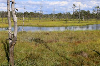Arka planda ağaçlar ve Estonya 'daki Lahemaa Milli Parkı' ndaki Viru Bataklıkları 'nda ağaç gövdesi olan ayna gölü manzaralı manzara fotoğrafı.