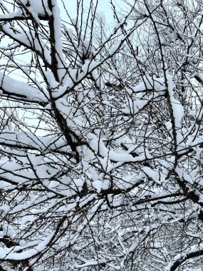 Şubat ayında parkta karla kaplı bir çalılığın dallarının dikey fotoğrafı