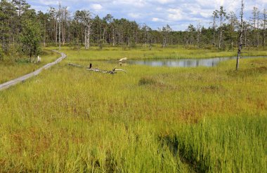 Estonya 'daki Lahemaa Ulusal Parkı' ndaki Viru Bataklıkları 'nda göl, bataklık ve ahşap bir yol manzaralı manzara fotoğrafı.