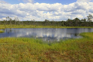 Estonya 'daki Lahemaa Ulusal Parkı' ndaki Viru Bataklıkları 'nda arka planda ağaçlarla çevrili ayna gölü manzaralı manzara fotoğrafı.