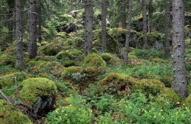Finlandiya 'daki Repoveden Kansallispuisto Ulusal Parkı' ndaki ormandaki yosunlu taşlar ve çam ağaçları manzaralı manzara fotoğrafı