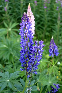 Bulanık bir arkaplanda mavi-mor lupinus (lupin) çiçeğinin yakın plan fotoğrafı. Seçici odak.