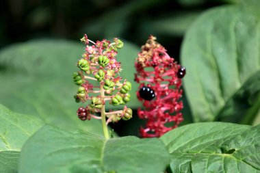 Yeşil yaprakların bulanık arka planında bir Laconos americanus bitkisinin (Phytolacca americana) yakın plan fotoğrafı. Seçici odak.