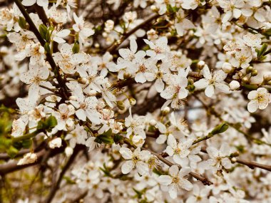 Bulanık bir arkaplanda ağacın çiçek açan dallarının (muhtemelen kiraz eriği) yakın plan fotoğrafı