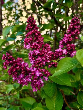 Yeşil yaprakların bulanık arka planında parlak mor bir leylak çalısının çiçek açan dallarının yakın plan fotoğrafı.