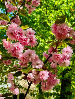 Norveç 'in Lofoten Adaları' ndaki Hamnoy ve Reine kasabaları arasındaki adaların dağlık manzaralı ve kayalık kıyıları.