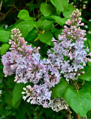 Yeşil yaprakların bulanık arka planında açık mor bir leylak çalısının çiçek açan dallarının yakın plan fotoğrafı.