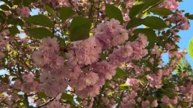Rüzgarda sallanan parlak pembe kiraz ağacının (sakura) dallarının videosu.