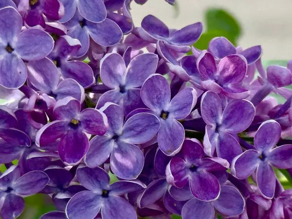 Bulanık bir arkaplanda leylak çalısı dalından parlak mor çiçeklerin yakın plan fotoğrafı. Seçici odak