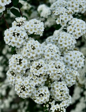 Spiraea bitkisinin kar beyazı çalılarının bulanık arkaplandaki bir dalının yakın plan fotoğrafı. Seçici odak.