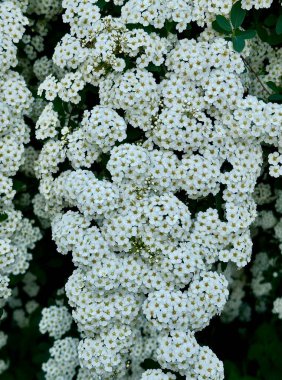 Close-up photo of a branch of a snow-white bush of the Spiraea plant on a blurred background