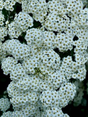 Spiraea bitkisinin kar beyazı çalılarının bulanık arkaplandaki bir dalının yakın plan fotoğrafı. Seçici odak.