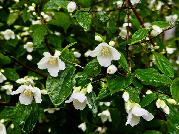 Yeşil yaprakların bulanık arka planında yağmur damlaları olan yasemin çalısı üzerindeki beyaz çiçeklerin yakın plan fotoğrafı.