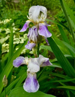 Yeşil yaprakların bulanık arka planında iki açık mor iris çiçeğinin yakın plan fotoğrafı.