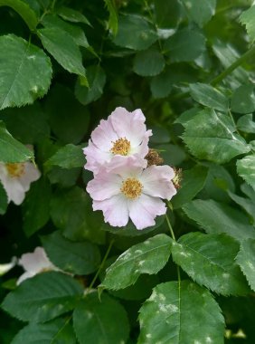 Yeşil yaprakların bulanık arka planında, gül ağacı üzerinde yumuşak pembe çiçeklerle manzara fotoğrafı.