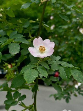 Dikey fotoğraf, yeşil yaprakların bulanık arkaplanındaki gül ağacı üzerinde yumuşak pembe çiçek.