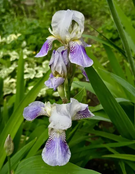 Yeşil yaprakların bulanık arka planında iki açık mor iris çiçeğinin yakın plan fotoğrafı.