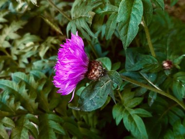 Bulanık yeşil bir arkaplanda mor çiçek (Psephellus dealbatus) yan görünümü
