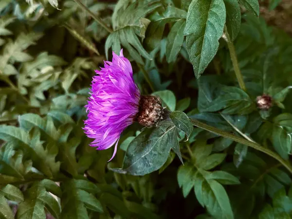Bulanık yeşil bir arkaplanda mor çiçek (Psephellus dealbatus) yan görünümü