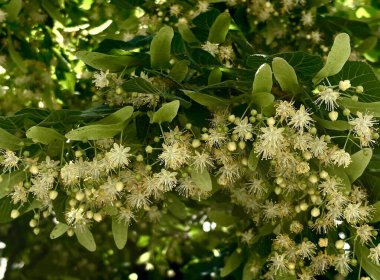 Yeşil yapraklardan oluşan bir arka planda çiçek açan ıhlamur ağacı dallı manzara fotoğrafı. Güneş tarafından aydınlatılmış.