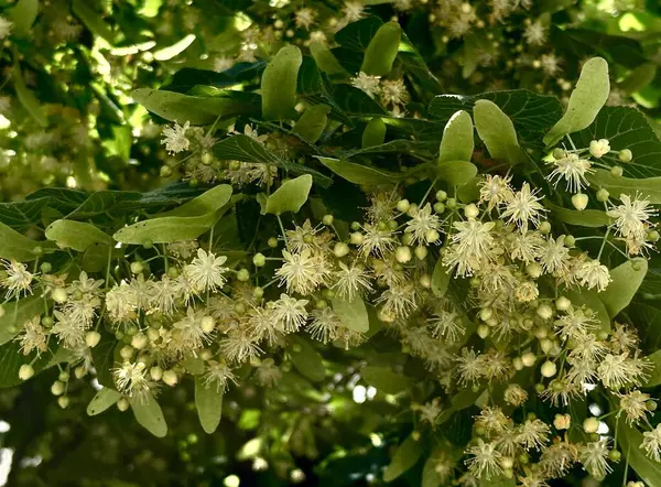 Yeşil yapraklardan oluşan bir arka planda çiçek açan ıhlamur ağacı dallı manzara fotoğrafı. Güneş tarafından aydınlatılmış.