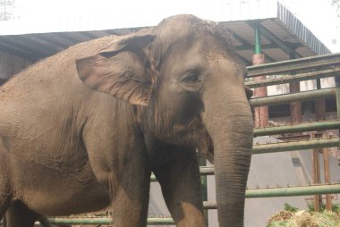 Hayvanat bahçesindeki fil, Jakarta