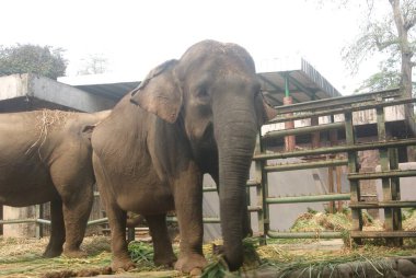 Hayvanat bahçesindeki fil, Jakarta