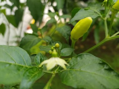 Evin arkasında biber bitkileri yetişiyor.