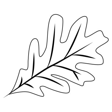 Meşe yaprağı doğrusal logo tasarım şablonu. Meşe yaprağı ve meşe palamudu grafik vektörü. Vektör çizimi. Vektör illüstrasyonu