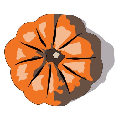 Tamamen düzenlenebilir illüstrasyon kabağı. Vektör illüstrasyonu