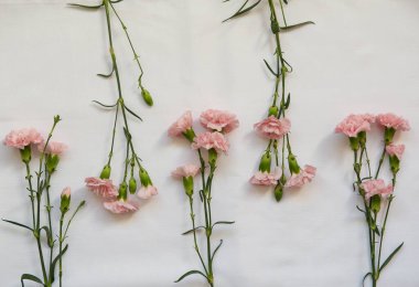 Pink carnation flowers facing each other pattern on a white background. top view