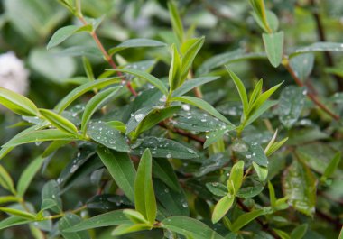Yağmur damlalı yeşil yaprakların arka planı
