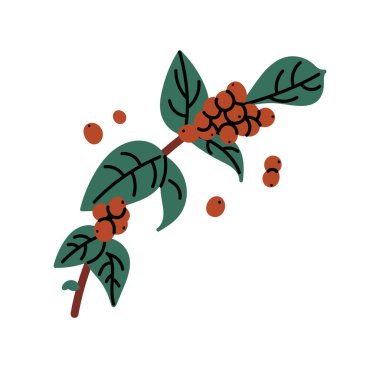Kahve ağacı dalları, kahve dutları, kahve bitkisi, çiğ küçük fasulye, kahve ağacı dalları, çiçek açan çiçekler ve meyve yassı vektör çizimi.