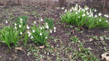 Bahçede güzel beyaz çiçekler yetişiyor.