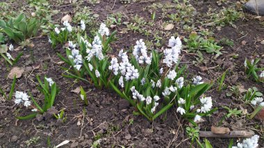 Bahçede güzel beyaz çiçekler yetişiyor.