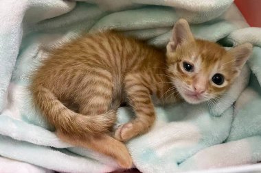 Kameraya bakan kedi yavrusu gözü enfeksiyonu. Bir gözü camsı, göz yaşartıcı ve rengi solmuş kedi manzarası. Kedi gözü acıdan yarı kapalı. Konjonktivit, kedi uçuğu virüsü ya da alerji. Seçici odak.