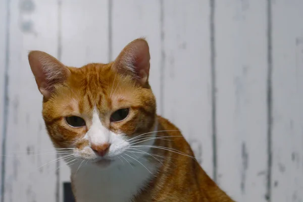 Lustiges Orange Gestromtes Katzenporträt Das Auf Grauem Hintergrund Schockiert Oder — Stockfoto